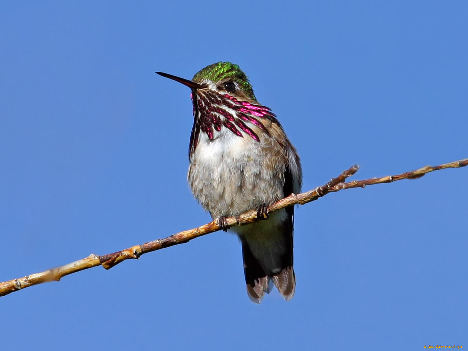 calliope, hummingbird, , 